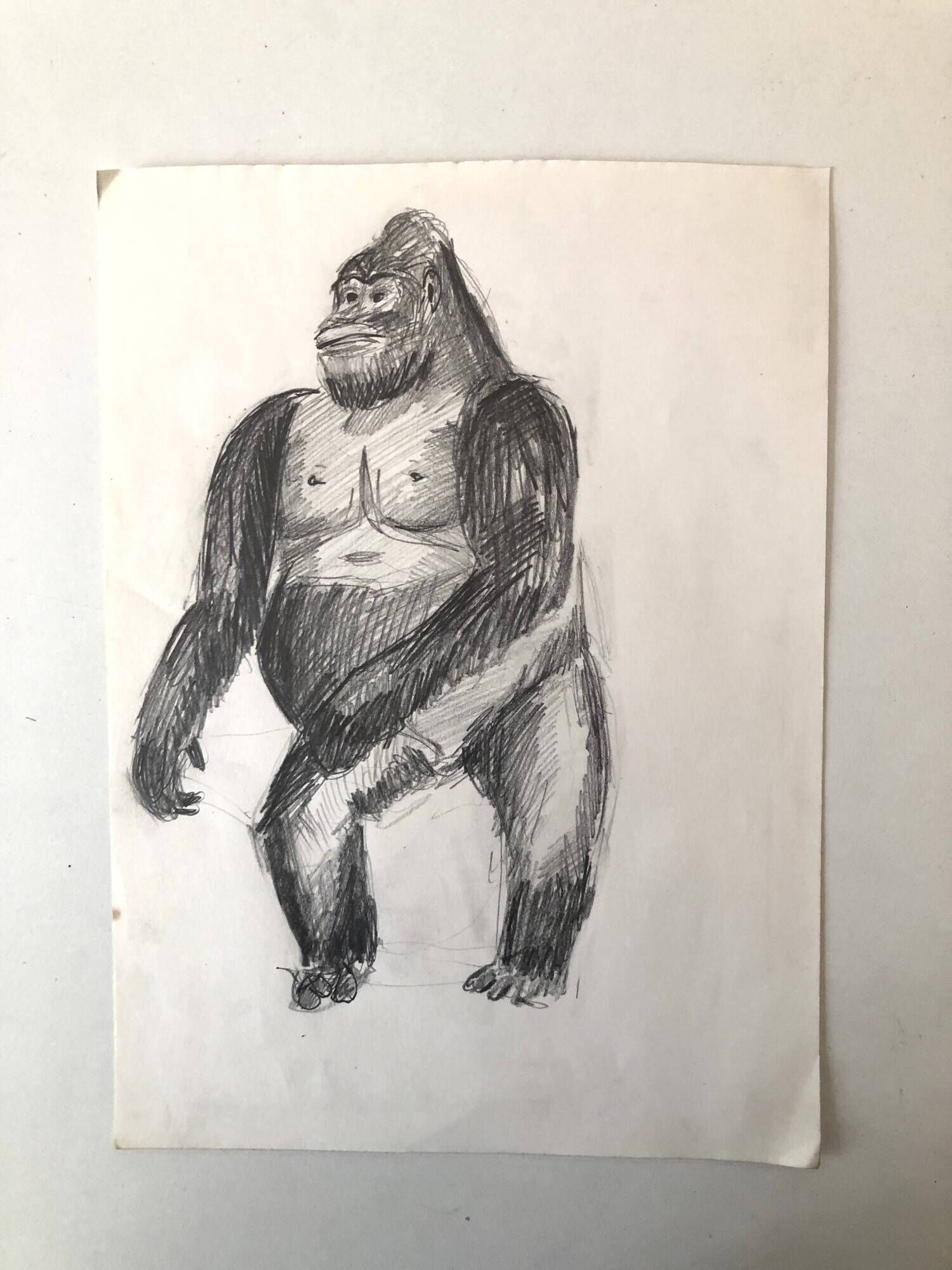 Gorilla Illustration