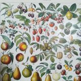 Lithograph on fruits from 1928