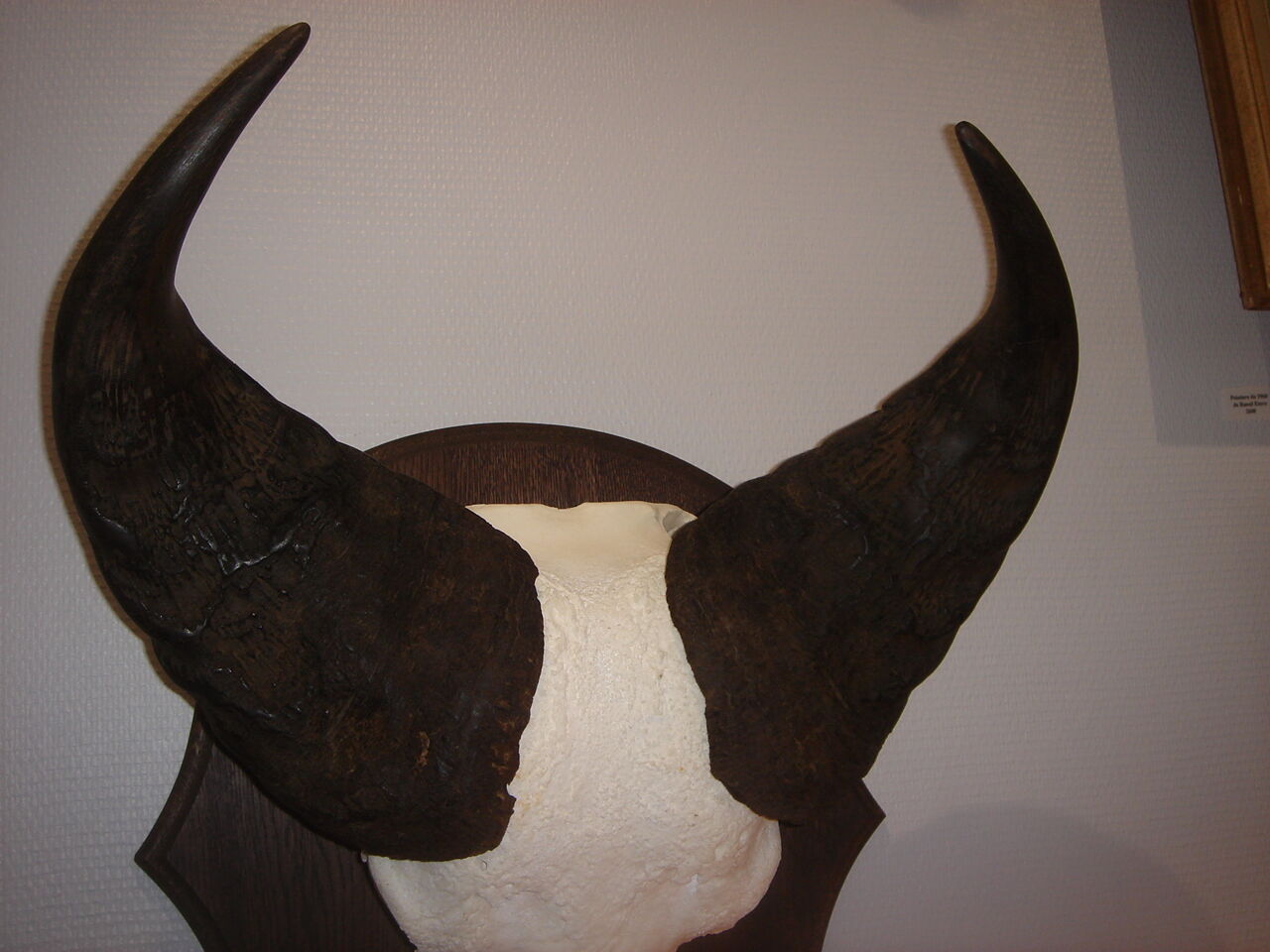 Namibia's Kettner massacre buffalo