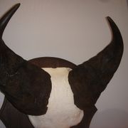 Namibia's Kettner massacre buffalo