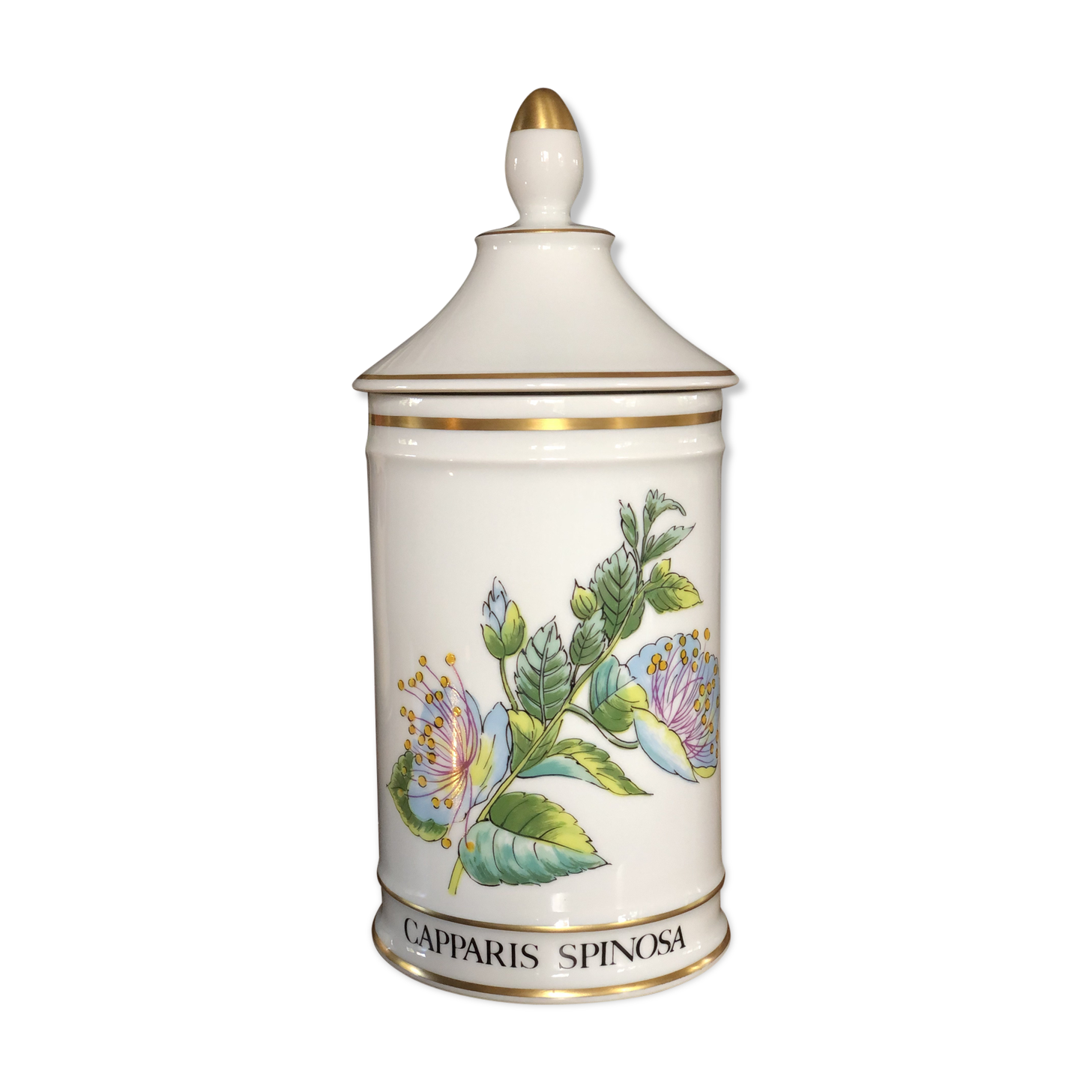 Pharmacy pot "Capparis spinosa"