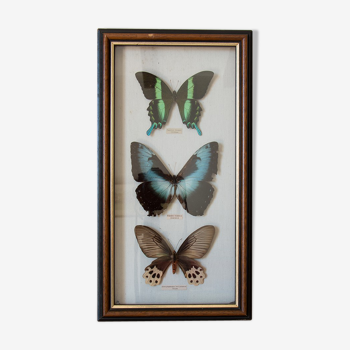Cadre de papillons
