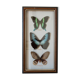 Cadre de papillons