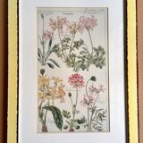 Cadre planche botanique pelargonium