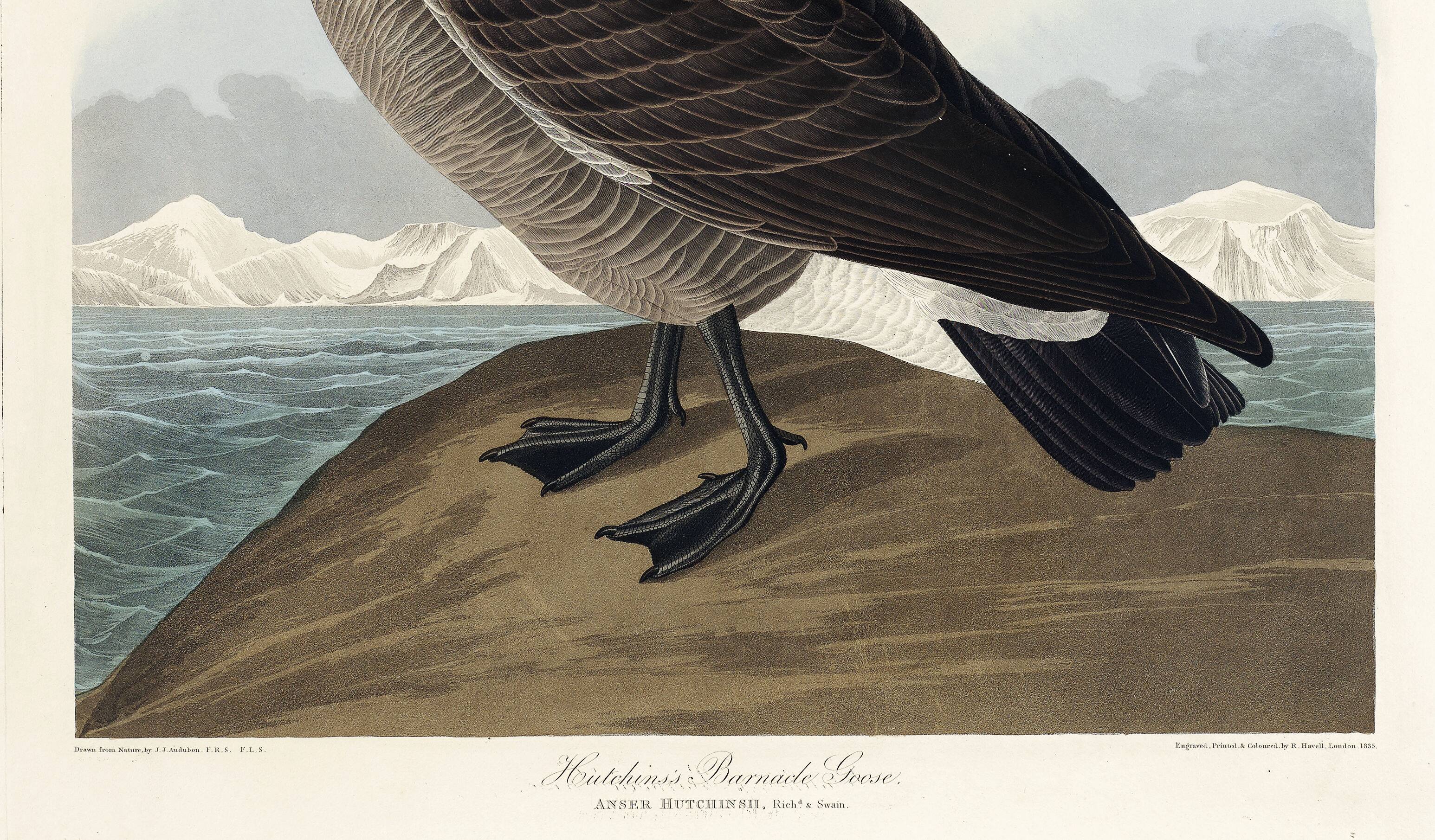Poster about the Canada goose, based on an old engraving from 1827.