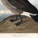 Poster about the Canada goose, based on an old engraving from 1827.