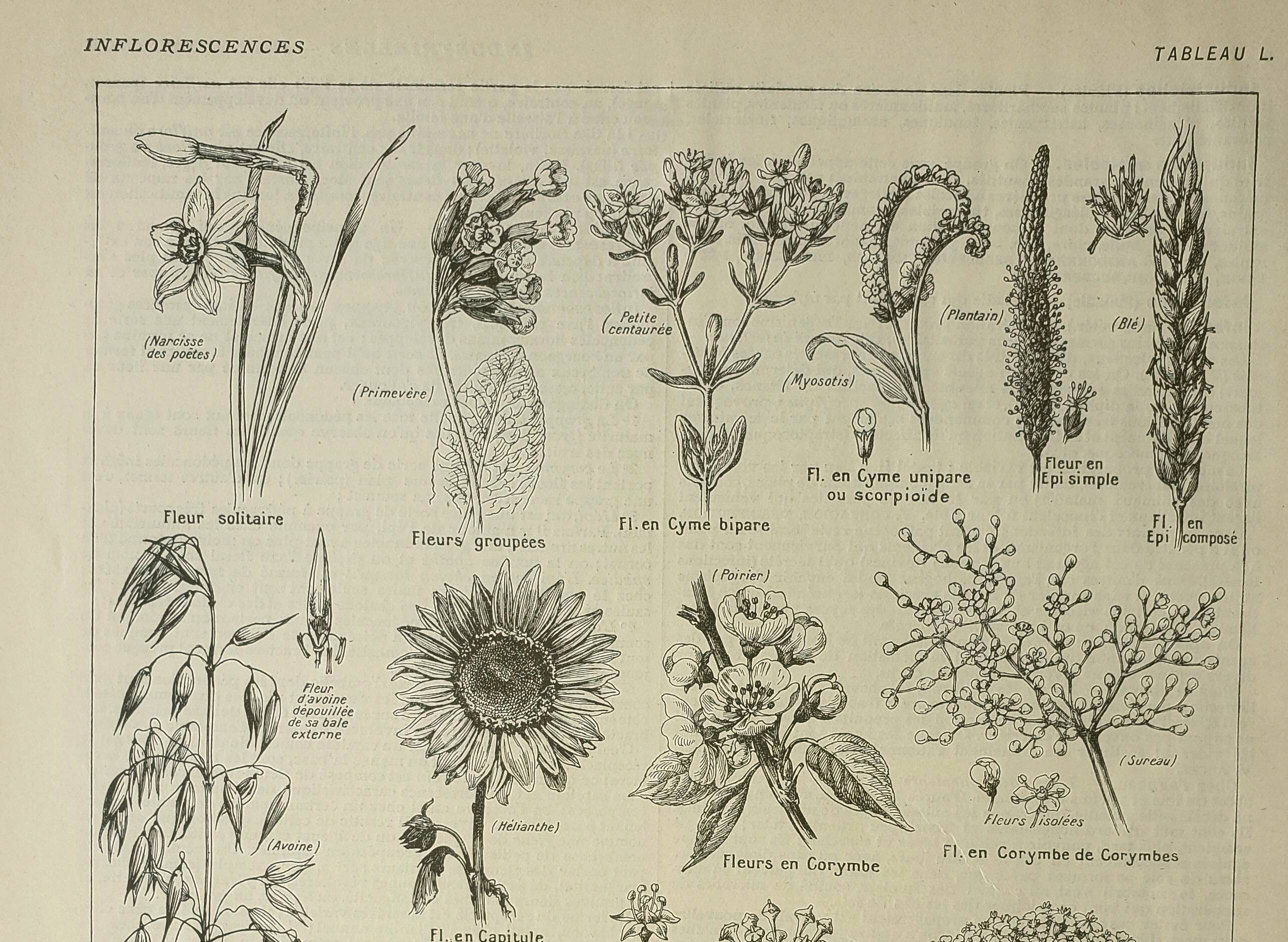 Old engraving 1922, Inflorescences, flowers, plants, flora • Lithograph, Original plate