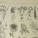 Old engraving 1922, Inflorescences, flowers, plants, flora • Lithograph, Original plate