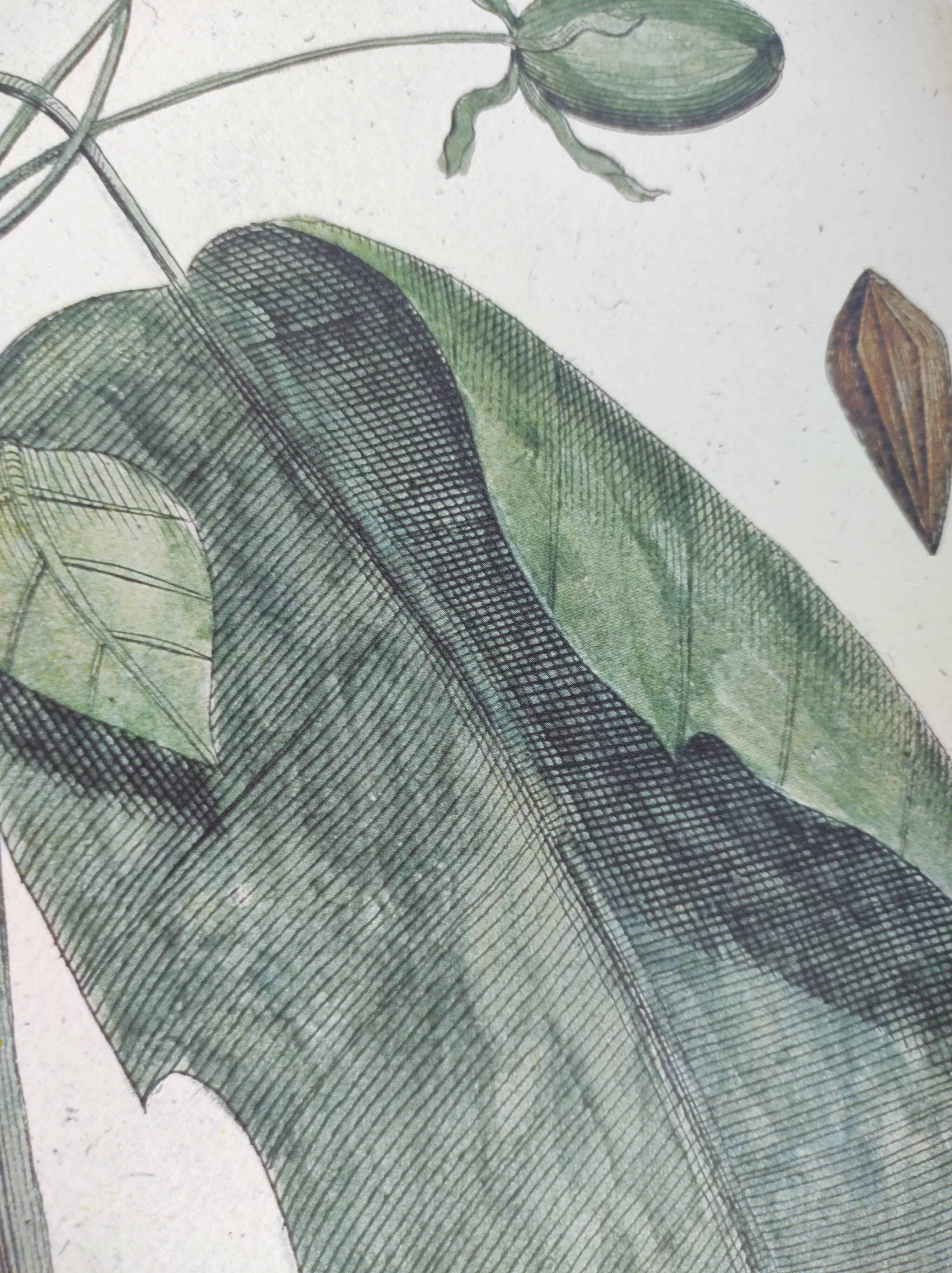 Antique bird engraving from 1973 - Black-capped Tit - Zoological plate by Seligmann & Catesby