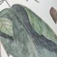 Antique bird engraving from 1973 - Black-capped Tit - Zoological plate by Seligmann & Catesby