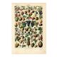 Old engraving from 1923 - Fruits of the world - botanical kitchen plate