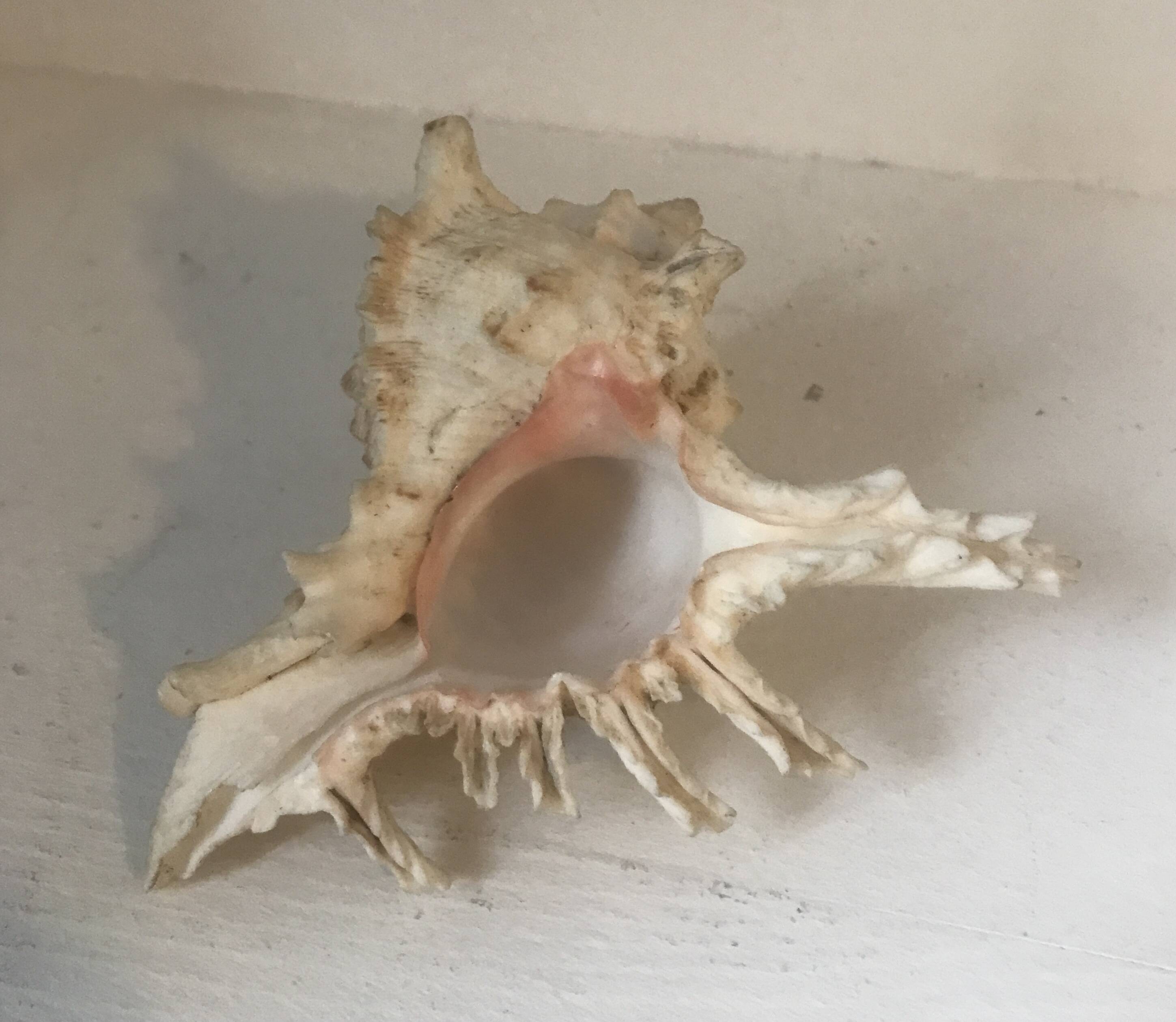 Comoros 7 fingers shell