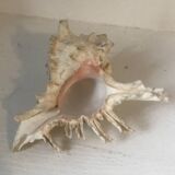 Comoros 7 fingers shell