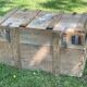 Trunk, natural wood box, very healthy