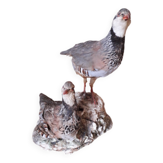 Couple of taxidermy partridges