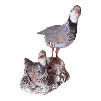 Couple de perdrix taxidermie