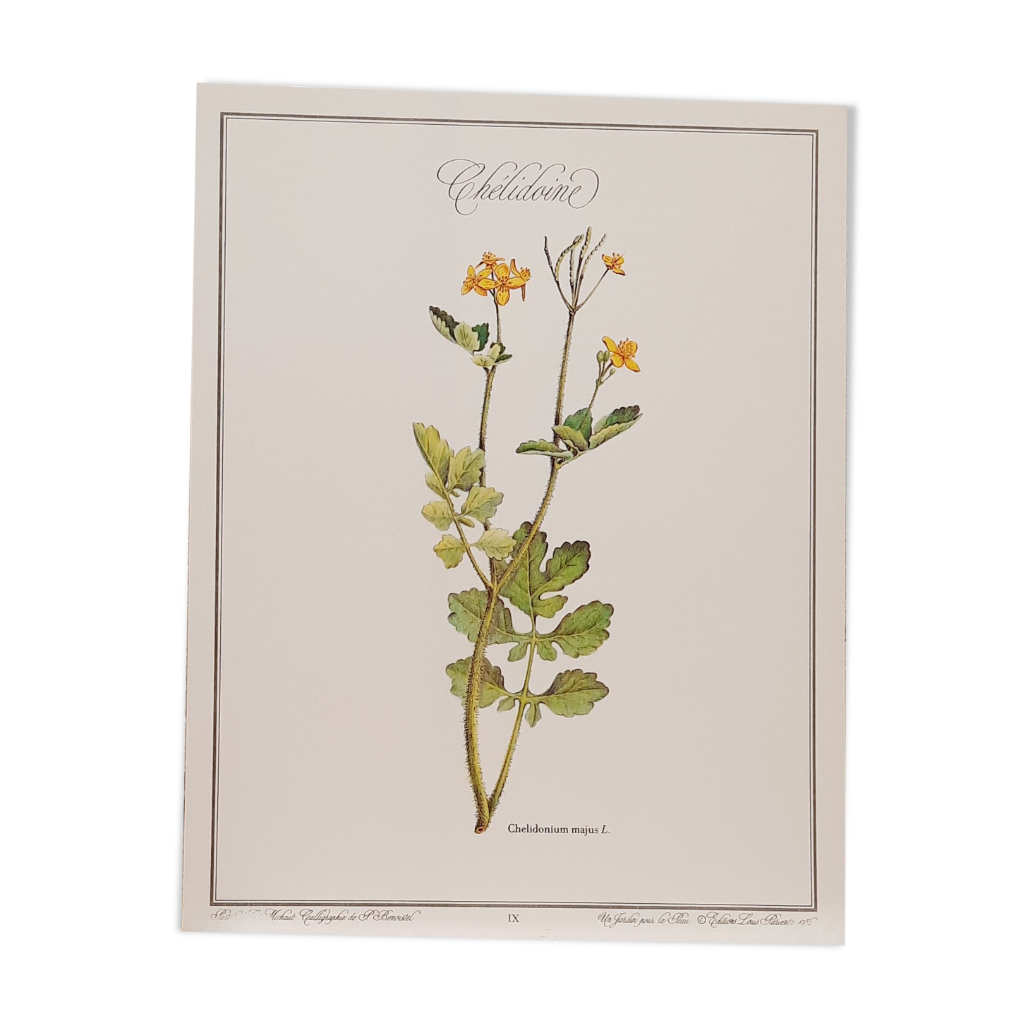Planche botanique chelidoine