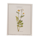 Planche botanique chelidoine