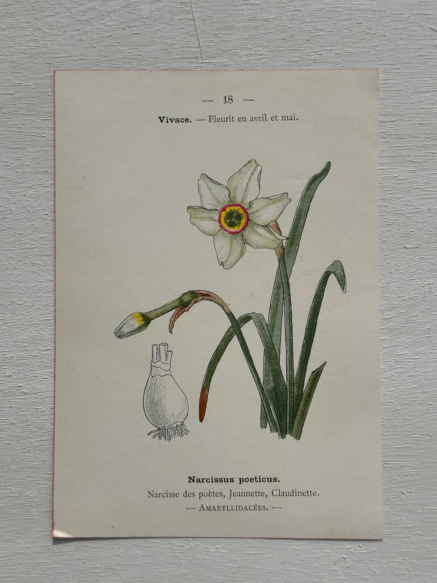 Botanical Plate 1800 Old Naturalist Engraving 19th Century Double-Sided