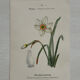 Botanical Plate 1800 Old Naturalist Engraving 19th Century Double-Sided