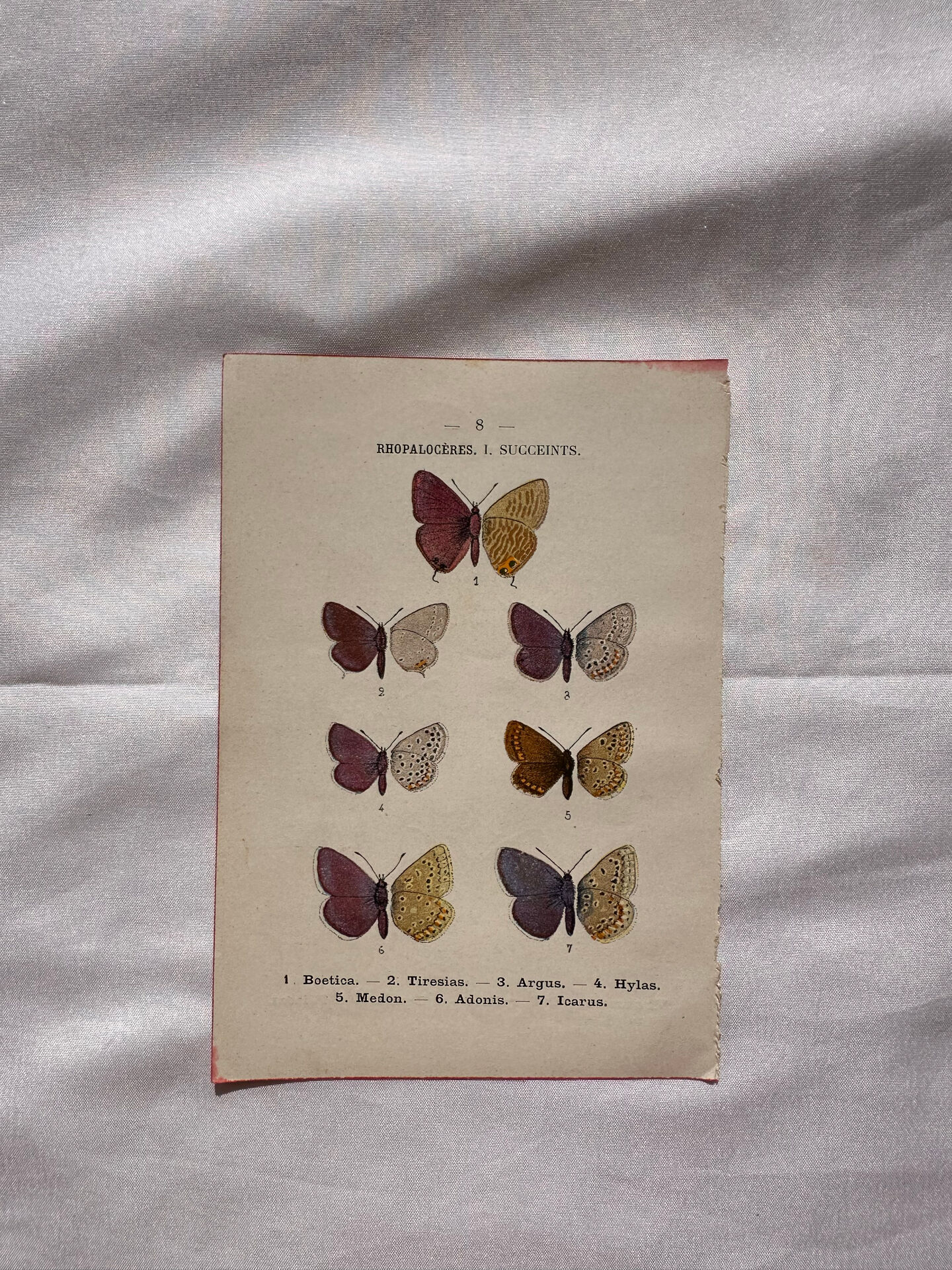 Botanical Plate 1800 Old Naturalist Engraving 19th Century Double-Sided