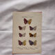 Botanical Plate 1800 Old Naturalist Engraving 19th Century Double-Sided