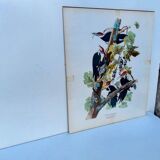 Tableau sous verre avec illustration oiseaux