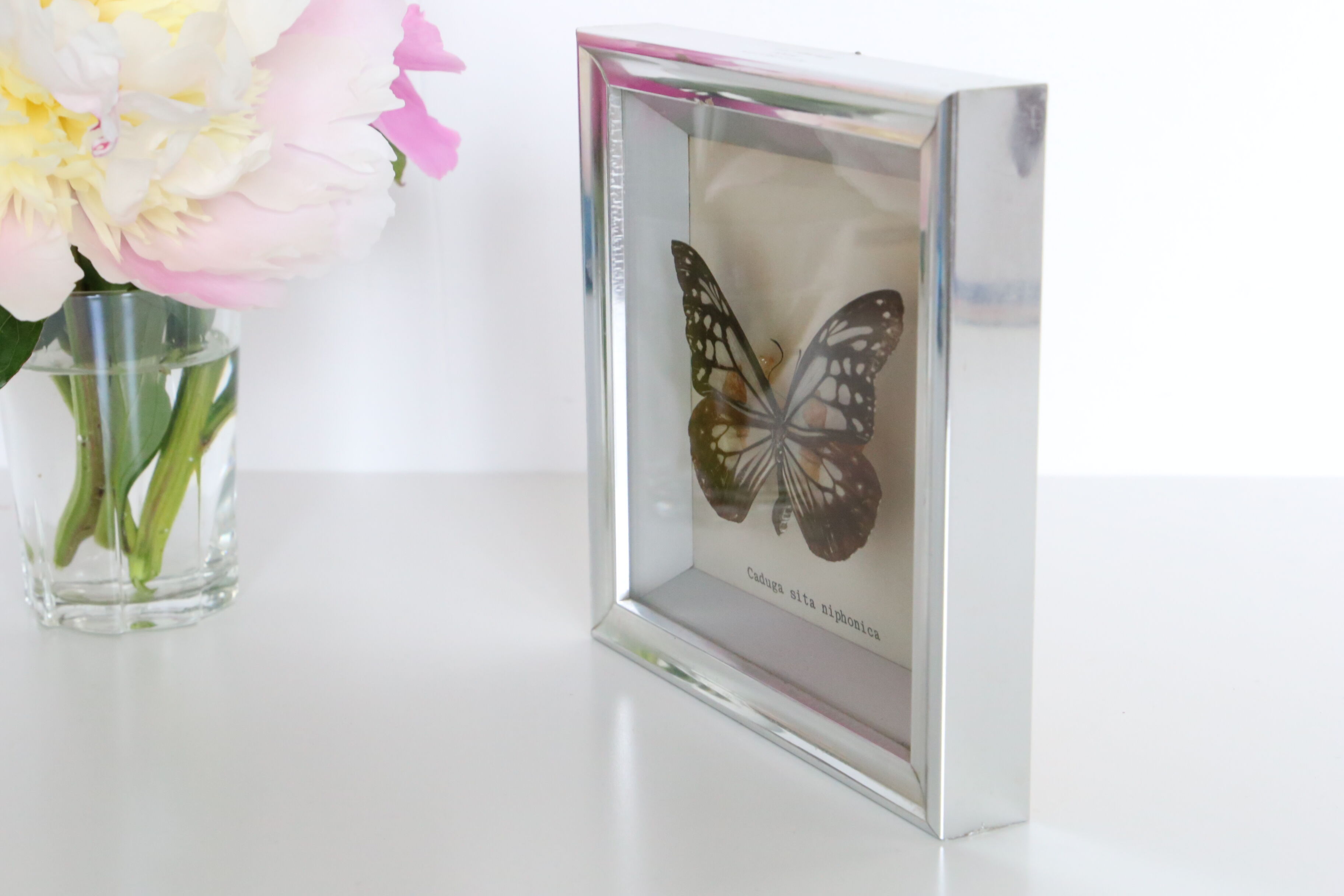 Naturalized Butterfly frame, Caduga SITA Niphonica