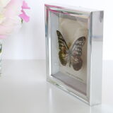 Naturalized Butterfly frame, Caduga SITA Niphonica