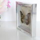 Naturalized Butterfly frame, Caduga SITA Niphonica