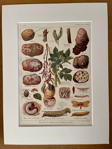 Lithographie sur les maladies et ennemis de la pomme de terre de 1921 XXXII