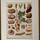 Lithograph on potato diseases and enemies from 1921 XXXII
