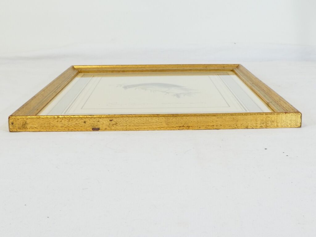 Lithographie Oiseau Rossignol du Japon cadre doré Déco loft