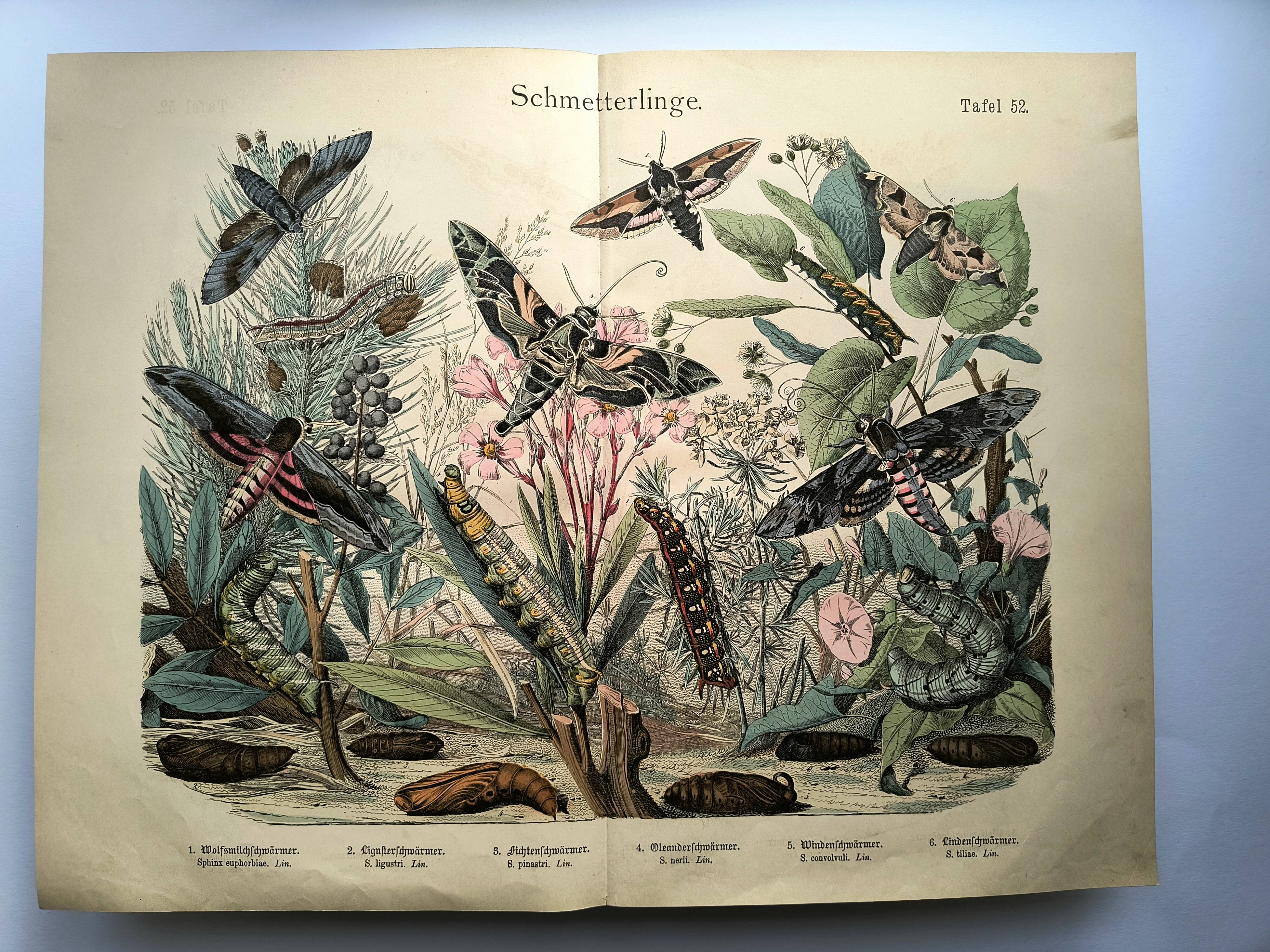 Old engraving from 1886 - Sphinx Butterflies (1) - Zoological lithograph