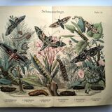 Old engraving from 1886 - Sphinx Butterflies (1) - Zoological lithograph