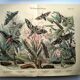 Gravure ancienne de 1886 - Papillons Sphinx (1) - Lithographie zoologique