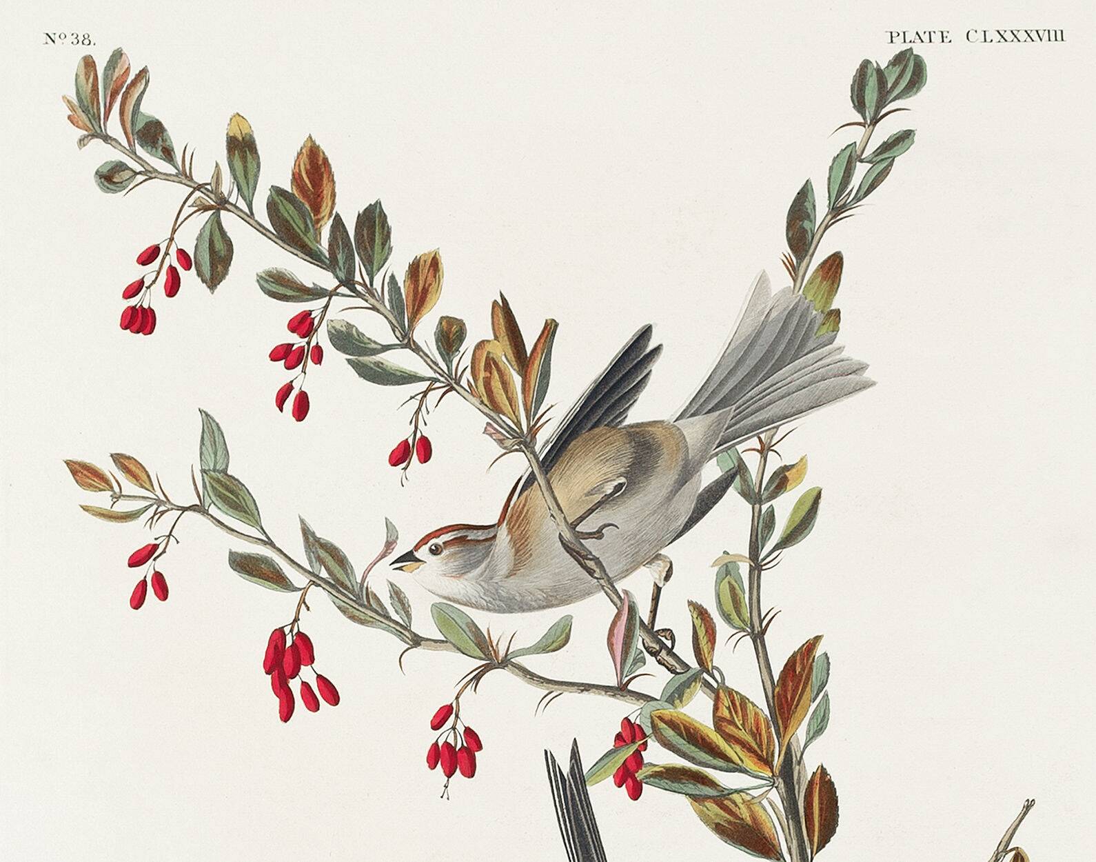Poster about the Tree Sparrow, based on an old engraving from 1827.