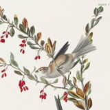 Poster about the Tree Sparrow, based on an old engraving from 1827.