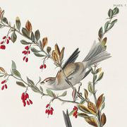 Poster about the Tree Sparrow, based on an old engraving from 1827.
