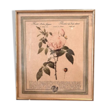 Frame Lithograph Pierre Joseph Redouté vintage