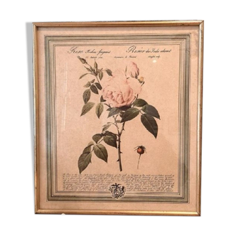 Frame Lithograph Pierre Joseph Redouté vintage