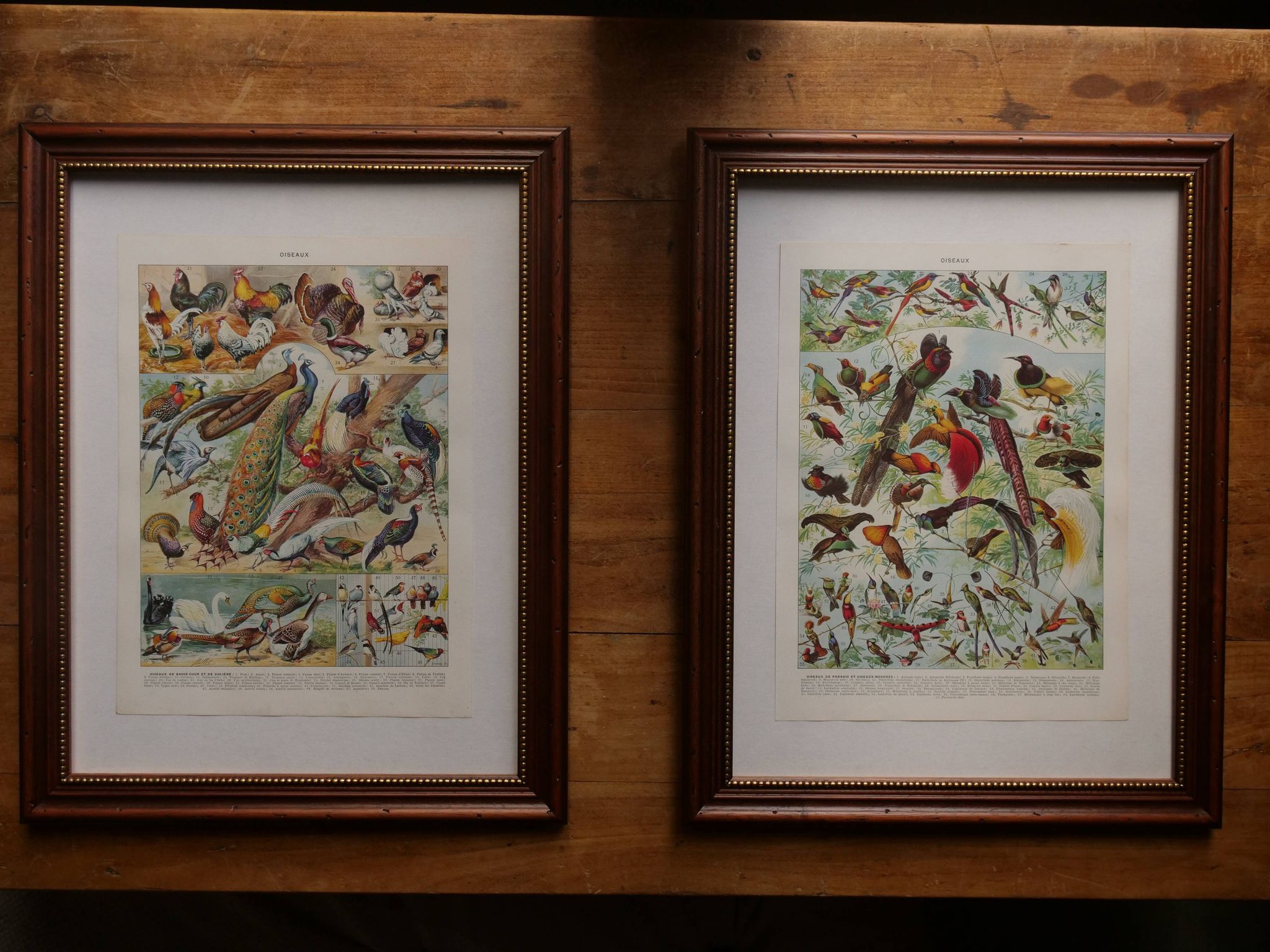 Original lithographs on gardens and ornamental trees
