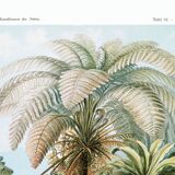 Poster about “tropical ferns”, based on an old lithograph