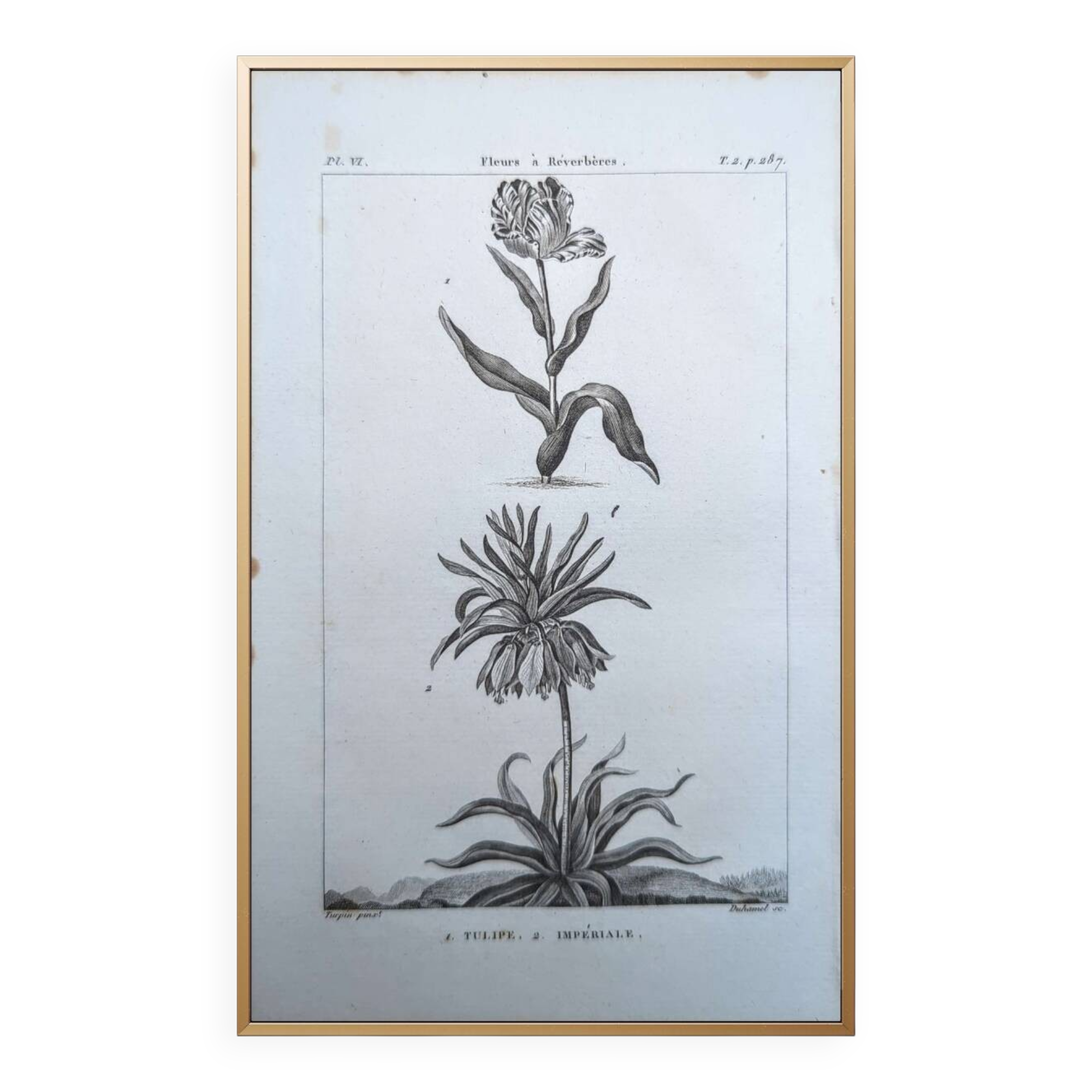 Imprimée en 1818, Tulipe et Impériale. Botanique vintage.