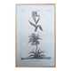Imprimée en 1818, Tulipe et Impériale. Botanique vintage.