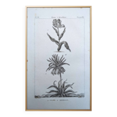Imprimée en 1818, Tulipe et Impériale. Botanique vintage.