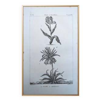 Printed in 1818, Tulip and Imperial. Vintage botany.