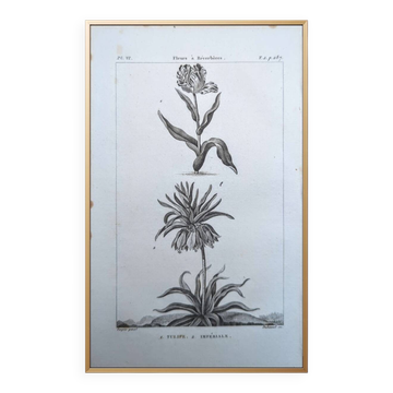 Printed in 1818, Tulip and Imperial. Vintage botany.
