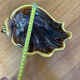 Vallauris shell dish
