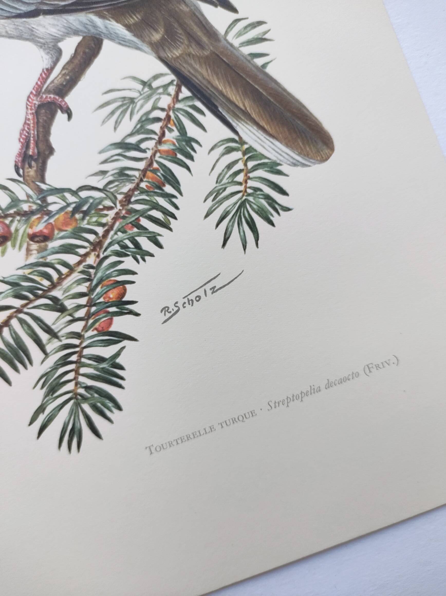 Old bird plate from the 1960s - Turkish Turtle Dove - Zoological and ornithological illustration